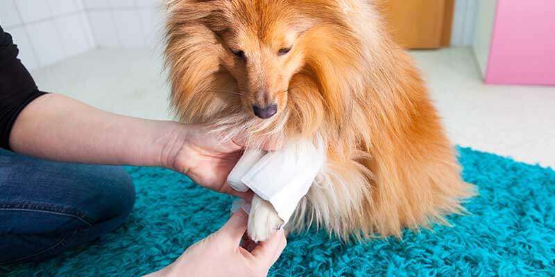 Orthopaedic Surgery for Pets