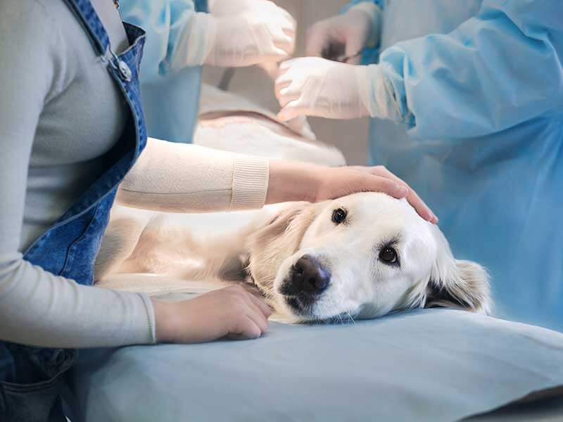 Surgery for pets