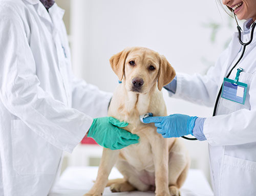 Dogs Parasite Prevention Schedule