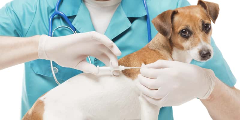 Microchipping pets