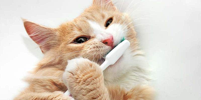 Cat holding toothbrush