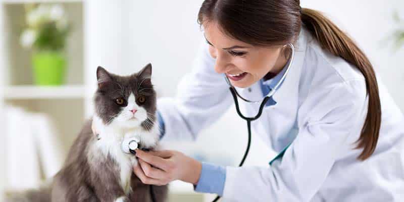 Nurse checks cat's healt