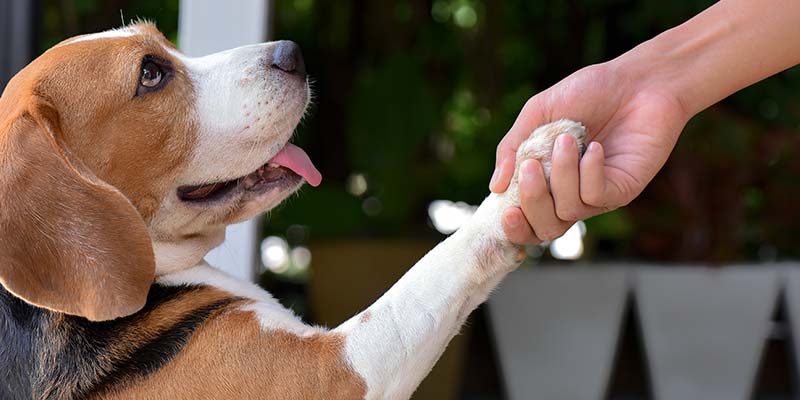 Dog shaking hand