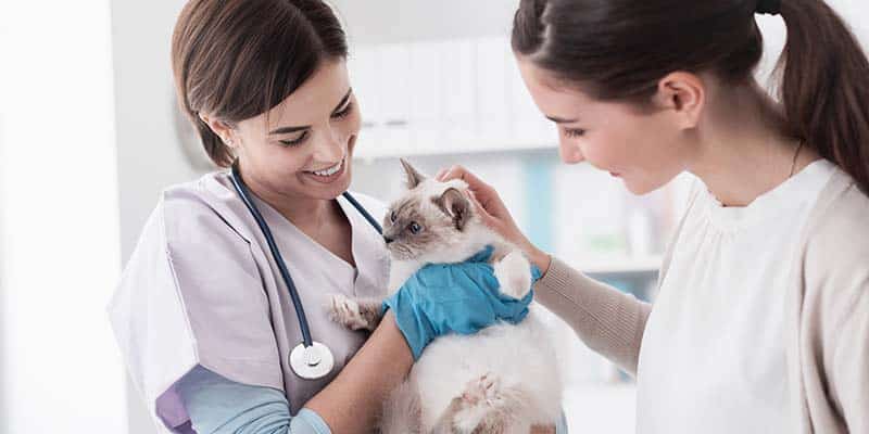 Veterinary nurse holding healthy cat